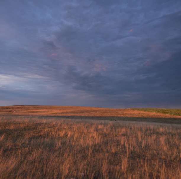 金色田野和深蓝色天空的全景图片下载