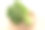 小白菜(白菜)图片下载
