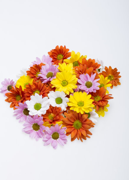 近距离的彩色菊花图片下载