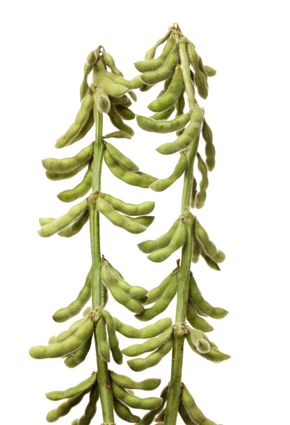 绿色大豆孤立白色背景图片下载