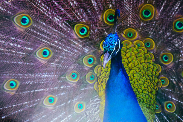 五颜六色的孔雀肖像。孔雀羽毛美丽，羽毛典雅。图片下载