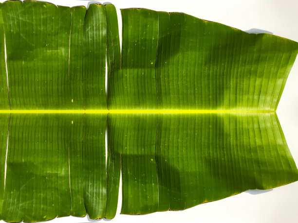 绿色的芭蕉叶孤立在白色的背景，芭蕉叶设计图片下载