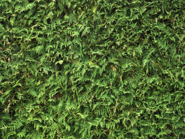 金钟柏树图片下载