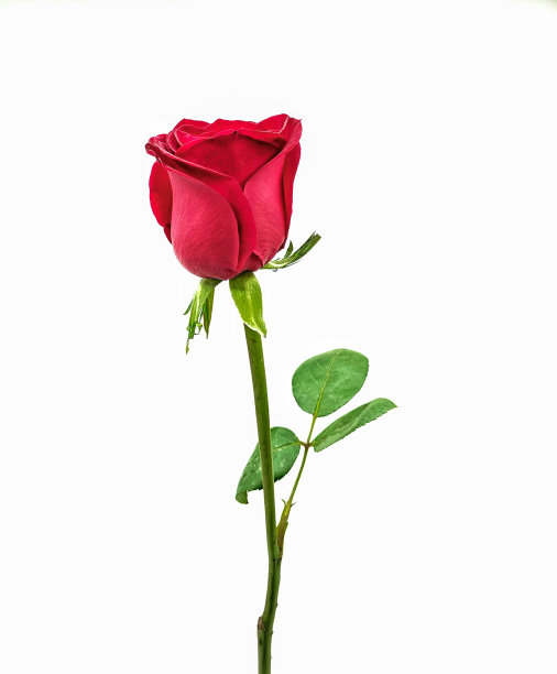 白色背景上一朵美丽的鲜红玫瑰。图片下载