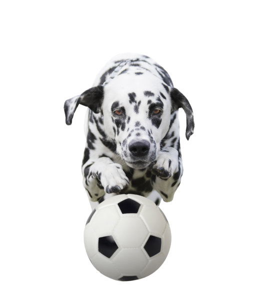 达尔马提亚狗在抓球。孤立在白色图片下载