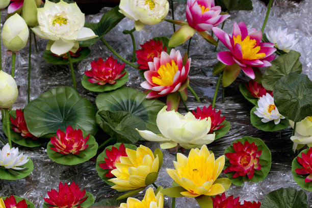 塑一花，莲花一花图片下载