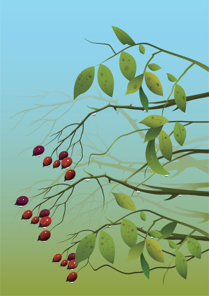 野生浆果图片下载