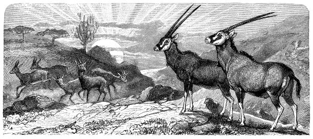 东非大羚羊和Dorcas瞪羚图片下载