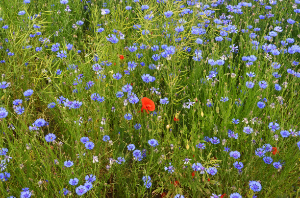 长满矢车菊和罂粟花的草地图片下载