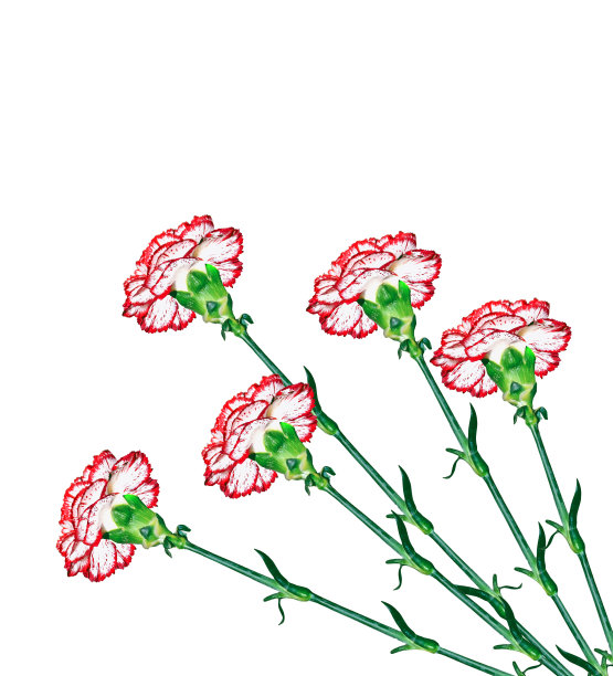 孤立的康乃馨花在白色背景上。图片下载