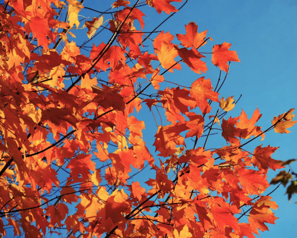 秋叶之静美。图片下载