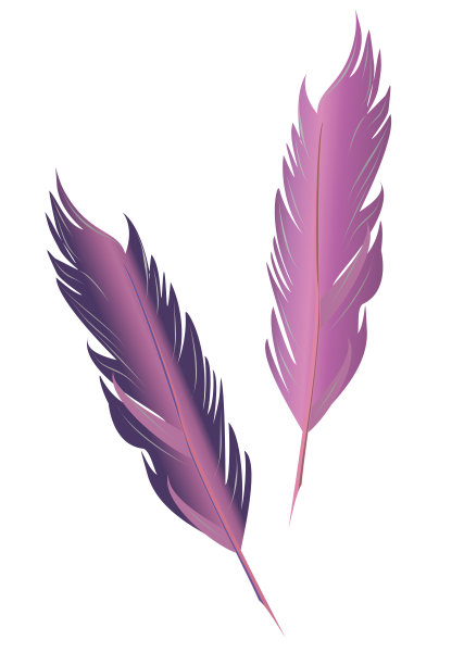 一组鸟羽毛。图片下载