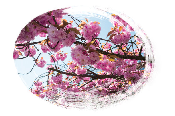 春花绽放背景图片下载