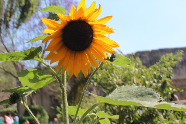 吉拉索莱图片下载