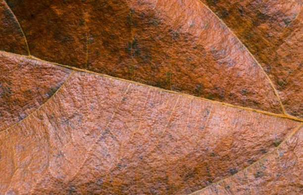 金色的叶子特写镜头。橙色叶片纹理微距照片。干黄色叶脉图案。图片下载