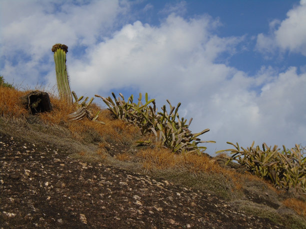 仙人掌和其他生长在山上的植物图片下载