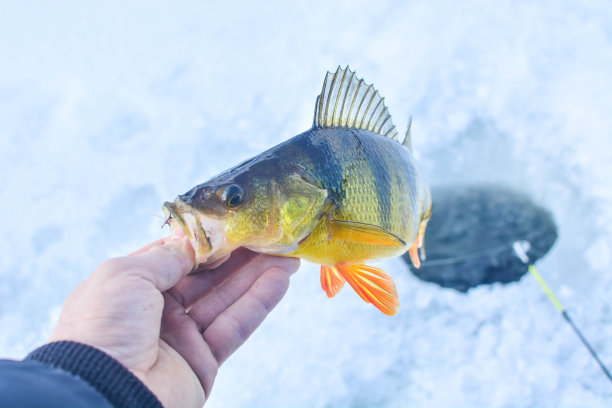 鲈鱼冰上钓鱼图片下载
