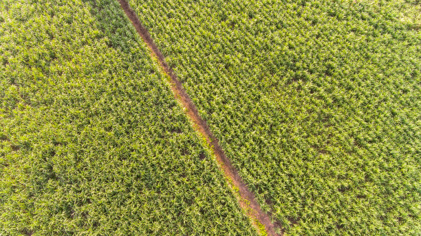 泰国甘蔗田鸟瞰图图片下载