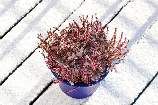 雪中盛开的石南花，在阳光下图片下载