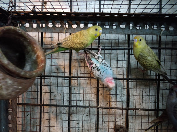 美丽的鹦鹉在笼子里图片下载