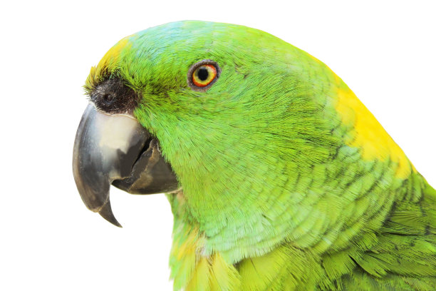 绿鹦鹉图片下载