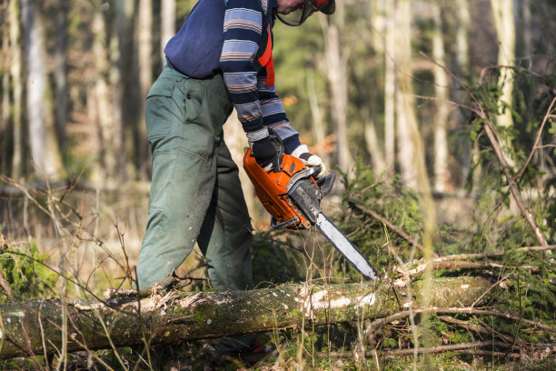 伐木工人在工作图片下载
