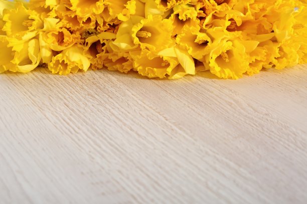 水仙——水仙花，一种菊科植物种。图片下载