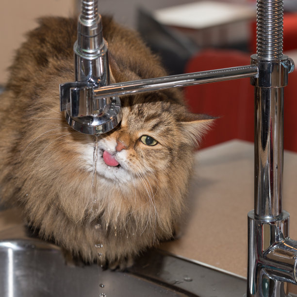 家猫喝水图片下载