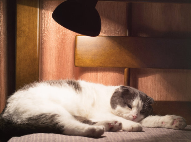 疲倦的苏格兰猫在夜晚的灯光下在床上打盹图片下载