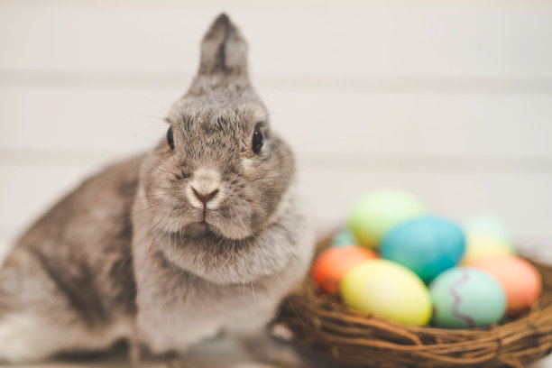 可爱的兔子图片素材ID：313718508