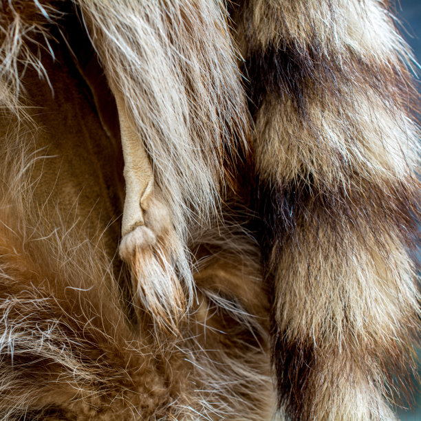 獾的皮毛细节图片下载