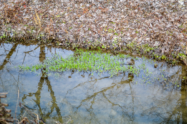 把海草放在河里图片下载