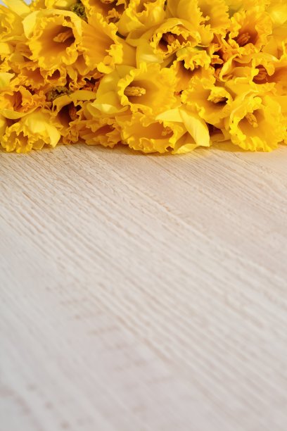 水仙——水仙花，一种菊科植物种。图片下载