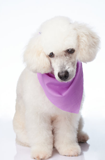 可爱的白色狮子狗图片下载