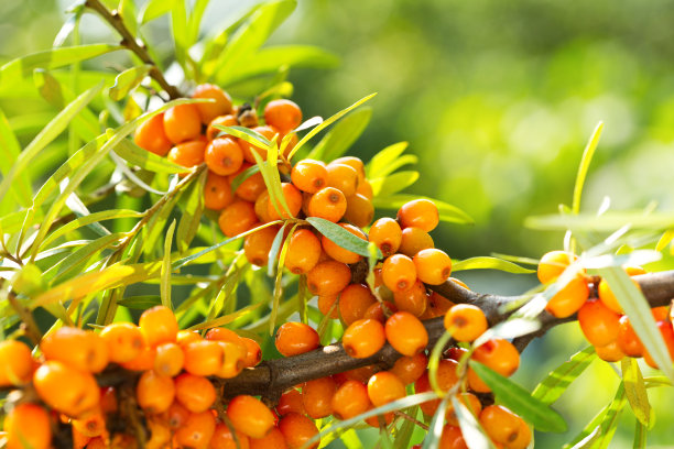 沙棘在花园里图片下载