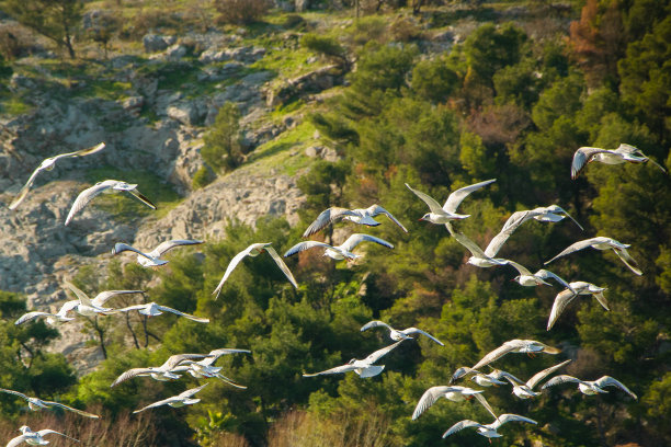 美丽的海鸥在大自然中一起飞翔图片下载