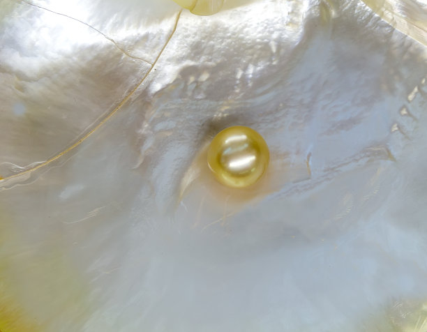 白母珍珠珠母贝图片下载