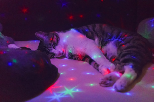 迪斯科猫图片下载