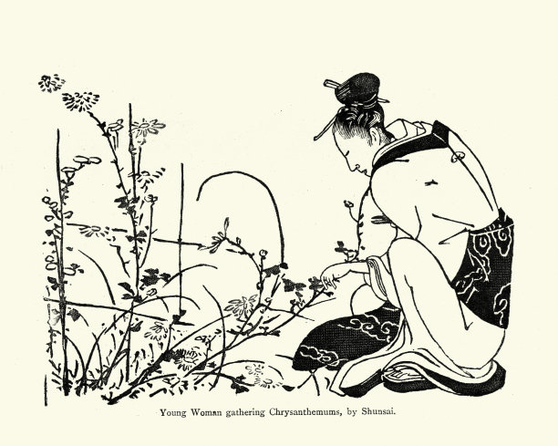 日本艺术，年轻女子采菊花图片下载