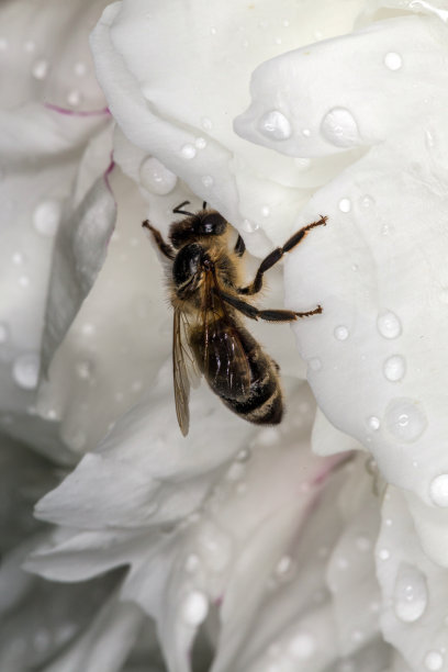 蜜蜂躲在白牡丹的花蕾里躲避雨水。白色的花瓣和水滴。图片下载