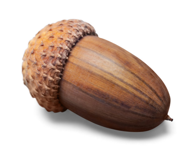 橡子。图片下载