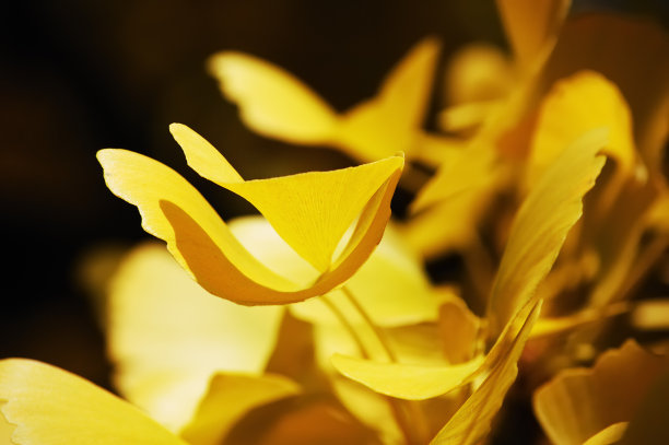 想想看，在温暖的晚霞中，黄色的银杏叶图片下载