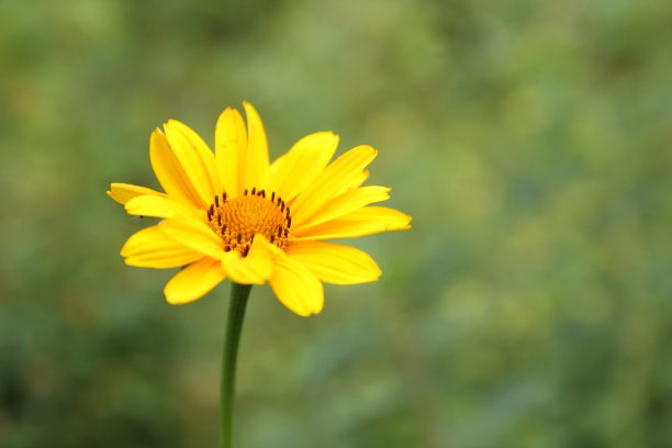 黄花，春野上的黄花，3月8日的礼物，设计师的空白，极简主义，复制空间，艺术图片下载