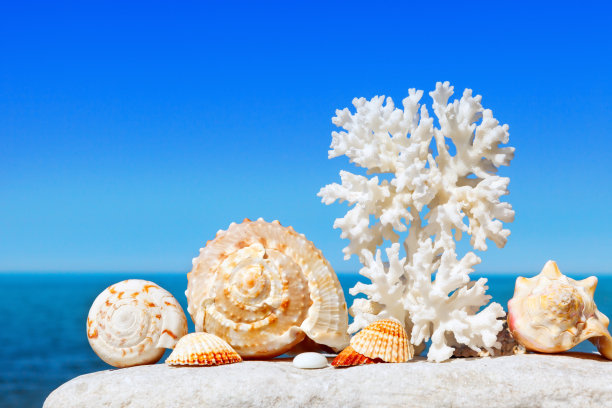 奇异的贝壳和珊瑚在夏季的大海和蓝天的背景。在海上度假图片下载