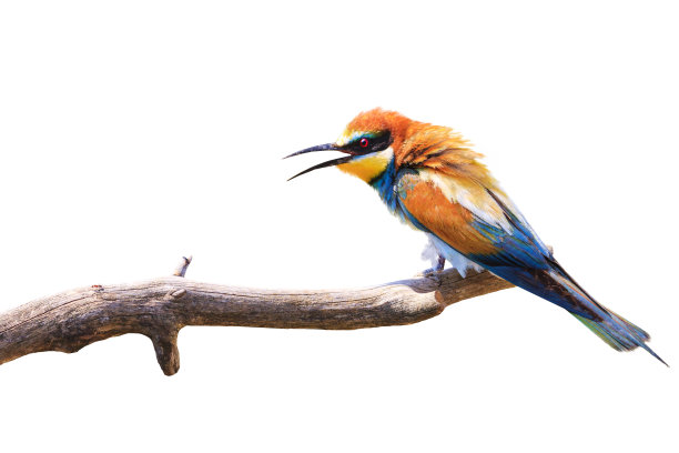 在白色背景上孤立的树枝上唯一的鸟图片下载