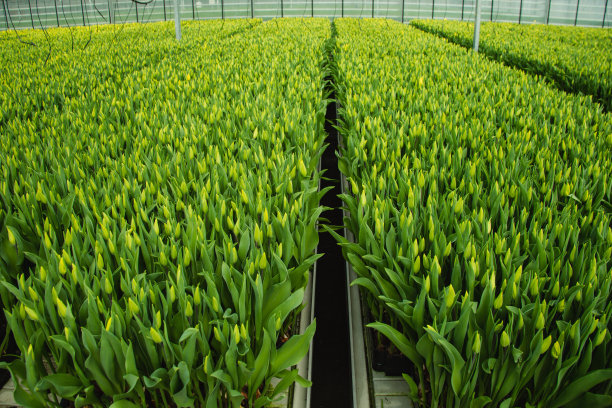 种植花卉郁金香图片下载