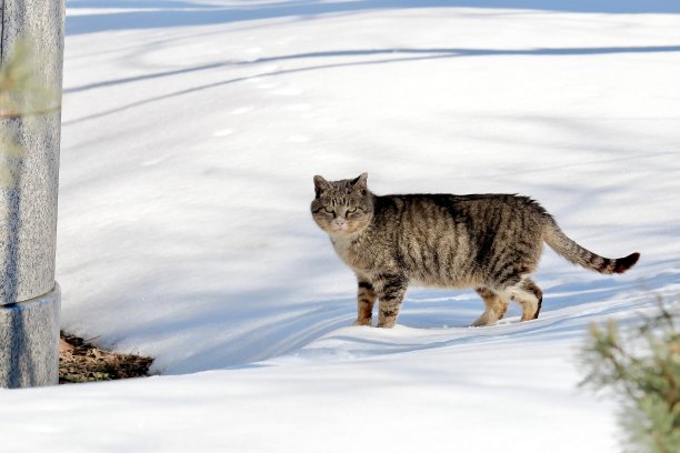 雪上的流浪猫图片下载