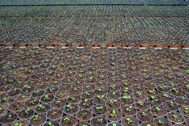 花盆里的花图片下载