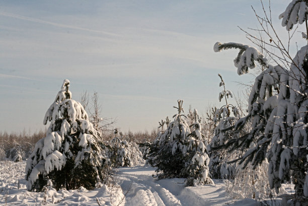 白雪覆盖的树图片下载