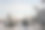白雪覆盖的树图片下载